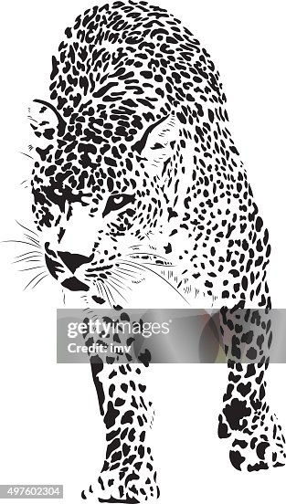 Leopard illustration (Panthera pardus) Leopard illustration (Panthera pardus)