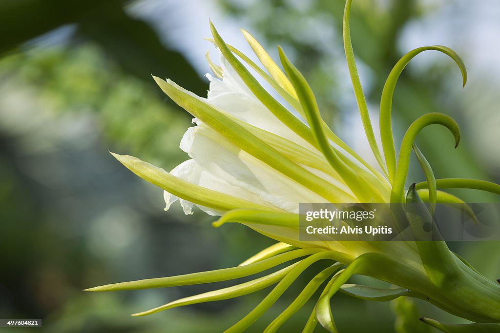 Dragonfruit blooming in Hawaii