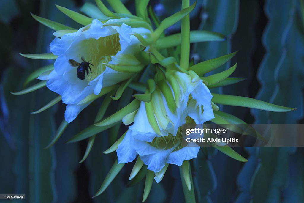 Dragonfruit blooms and bee in Hawaii