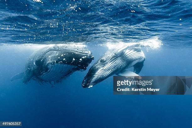 playful humpback whale - ballenato fotografías e imágenes de stock