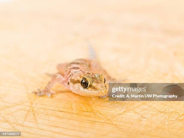 pinky gecko on a wooden board - hemidactylus turcicus stock pictures, royalty-free photos & images