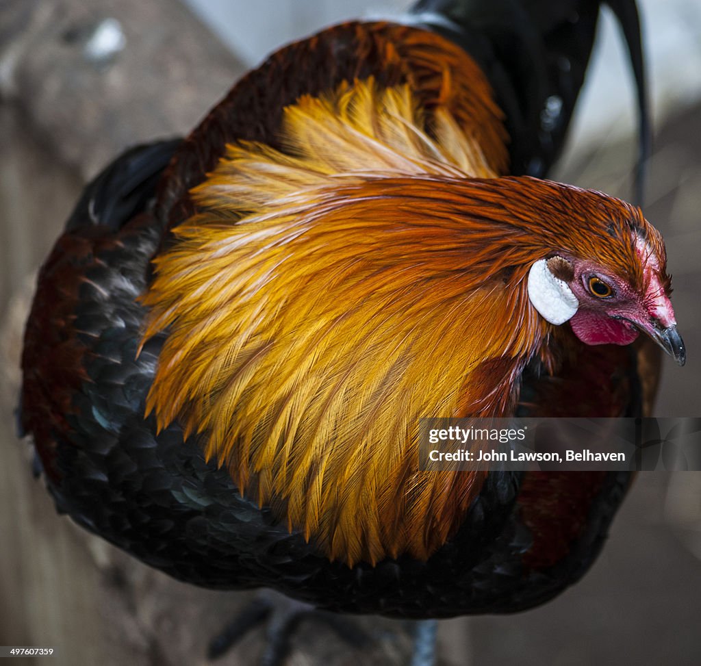 Cochin-Chinese red junglefowl (Wild chickens)