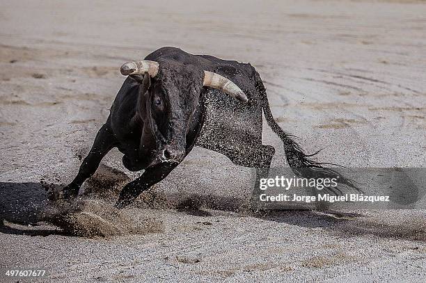 fighting bull - jorge miguel blázquez fotografías e imágenes de stock