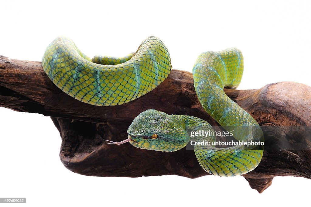 Green Viper Python Snake Isolation High-Res Stock Photo - Getty Images
