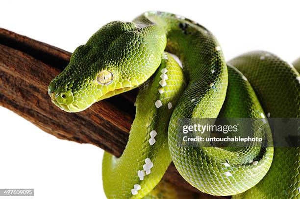 Green Viper Python Snake Branch Isolation, Foto de stock