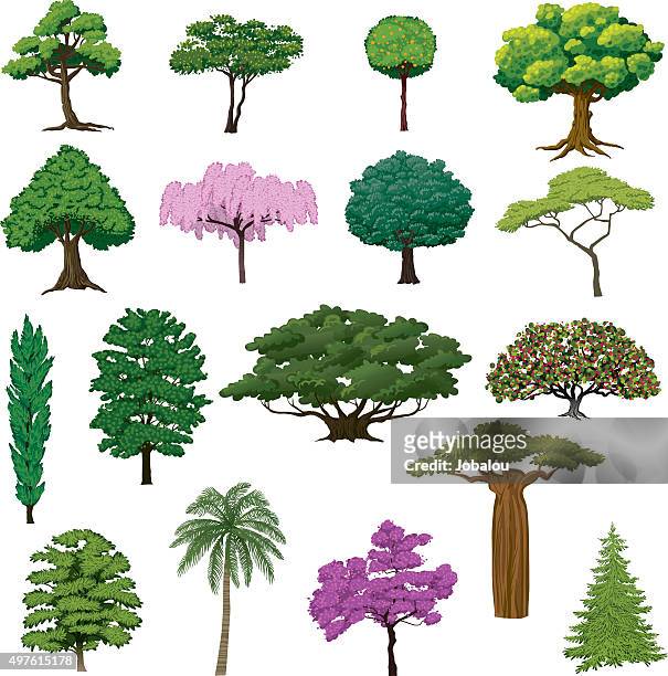 set sightly bäume - tropischer regenwald stock-grafiken, -clipart, -cartoons und -symbole