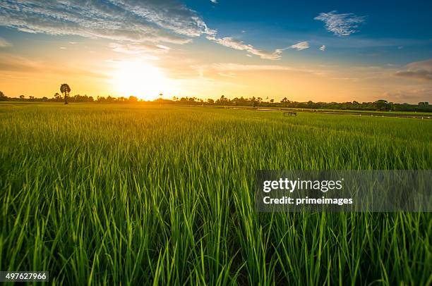 green rice fild with evening sky - sawa stockfoto's en -beelden