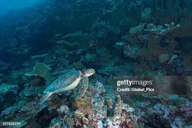 Sea Turtle Hiding In Shell 77 Turtle Hiding In Shell Stock Photos, High-Res Pictures, and Images ...