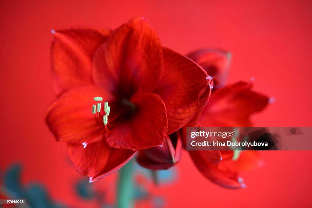 Red amaryllis