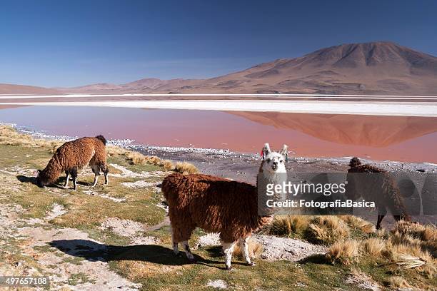 arreo de llama en laguna colorada, bolivia - bolivia fotografías e imágenes de stock