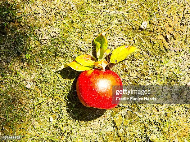 apple - holliston massachusetts stock pictures, royalty-free photos & images