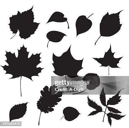 Tree Leaves Tree Leaves