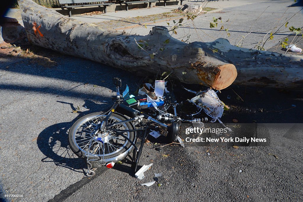 Tree falls on Chinese food delivery man in Brooklyn, critically injuring him