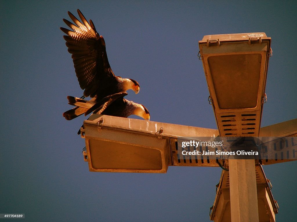 Caracara plancus mating on lamp post