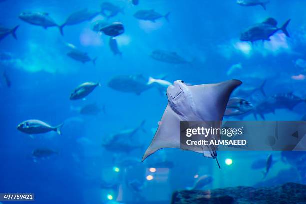 looking for freedom - dubai aquarium stock pictures, royalty-free photos & images