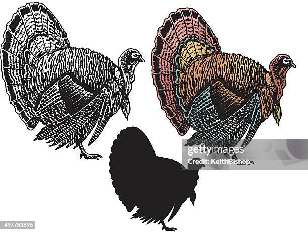 thanksgiving turkey - turkey stock illustrations