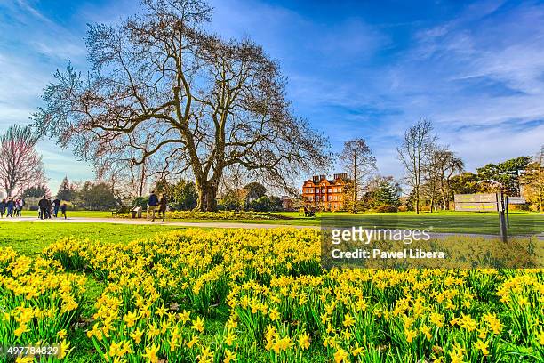 daffodils in spring at royal botanic gardens kew. - kew gardens stock pictures, royalty-free photos & images