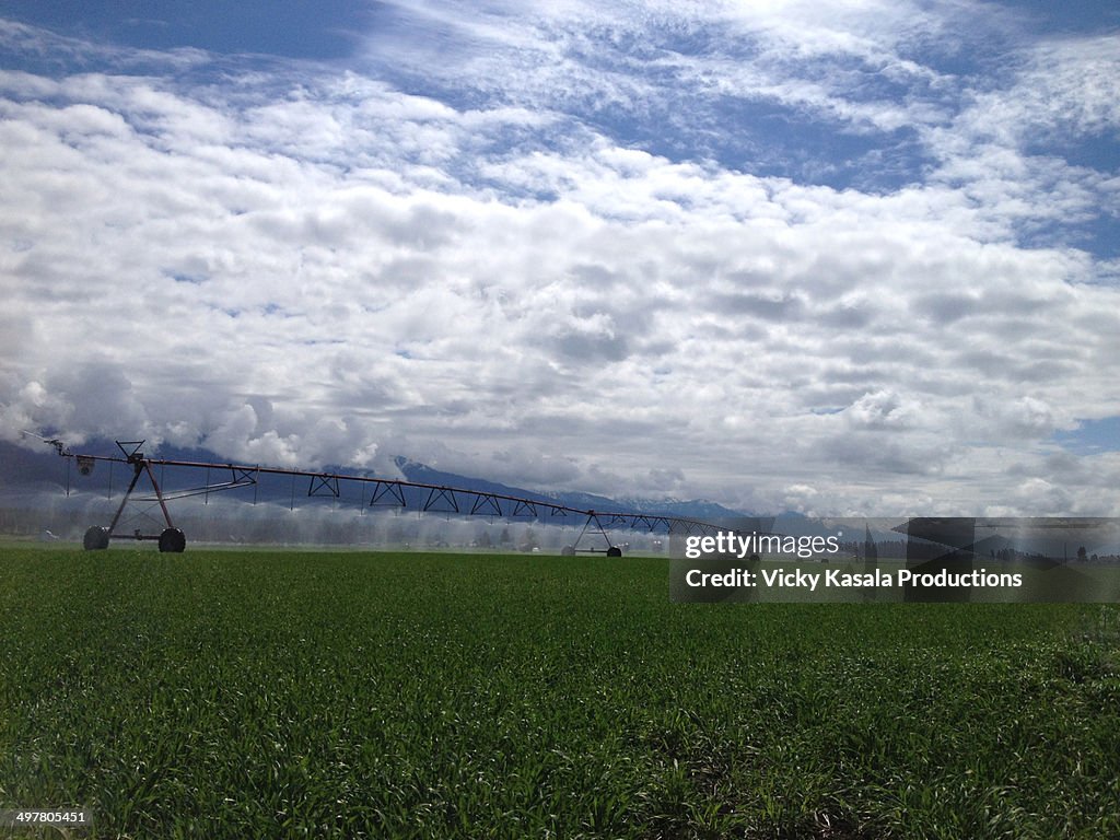 Landscape of irrigation system in wheat field.