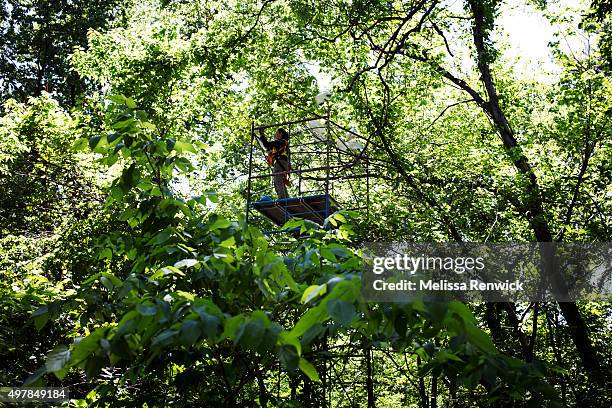 On top of scaffolding at a research site named Black Willow in Point Pelee National Park, Nicole Paleczny examines the tree branches on a Red...