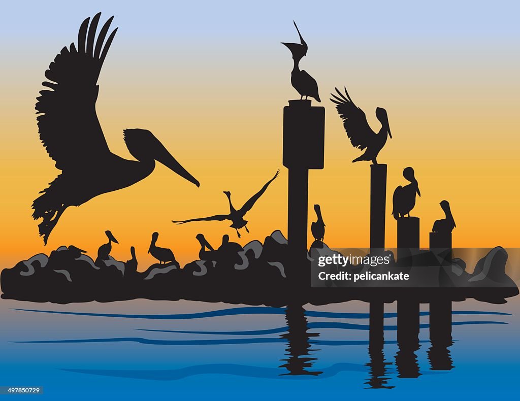 Brown Pelicans at Sunset
