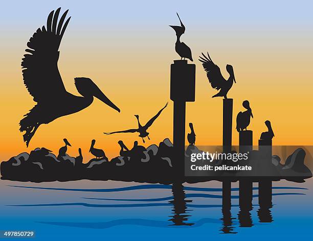 brown pelicans at sunset - pelican stock illustrations