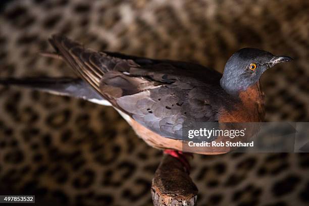 Male passenger pigeon, estimated to sell for 8000-12,000 GBP , is displayed at Summers Place Auctions on November 19, 2015 in Billingshurst, England....