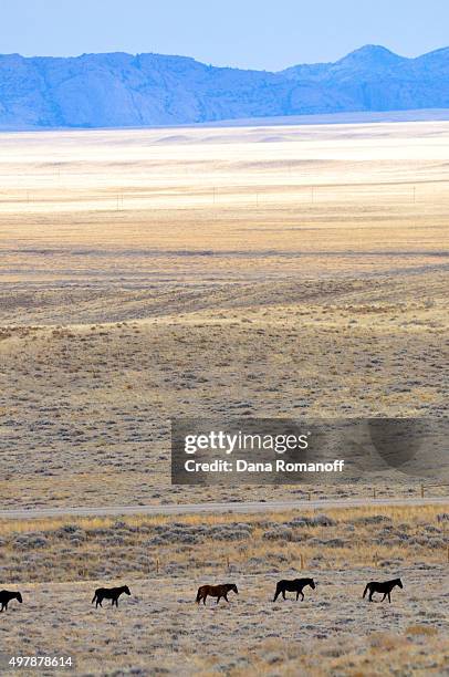 Wild mustangs make their way across the Green Mountain Herd Management Area to a watering hole on October 26, 2009 near Bairoil, Wyoming. The...