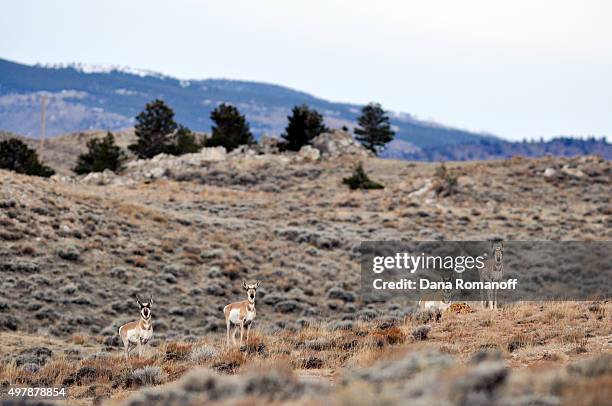 Bai Rohil 19 Bairoil Stock Photos, High-Res Pictures, and Images - Getty Images