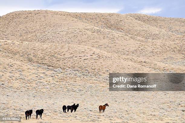 Bai Rohil 19 Bairoil Stock Photos, High-Res Pictures, and Images - Getty Images