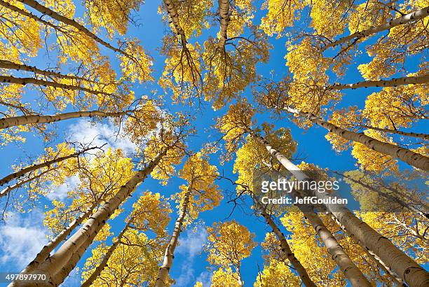 fall colored aspens in the inner basin - flagstaff arizona stock pictures, royalty-free photos & images