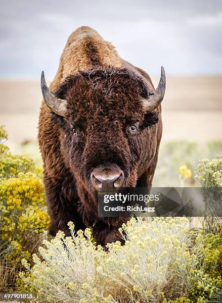 north bisonte americano - american bison foto e immagini stock