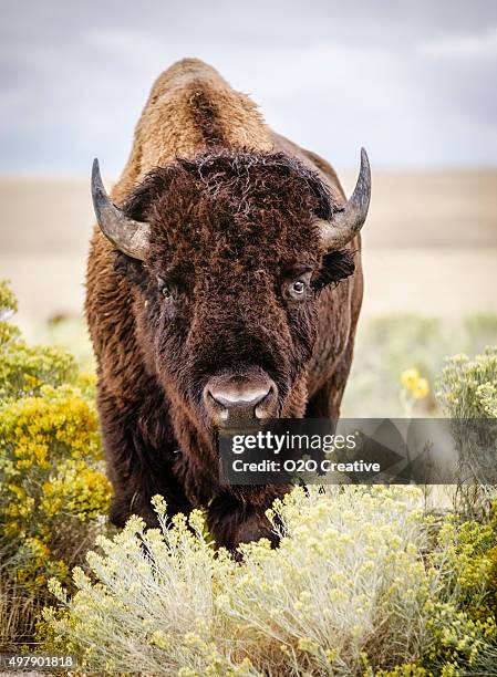 north bisonte americano - ilha de antelope imagens e fotografias de stock