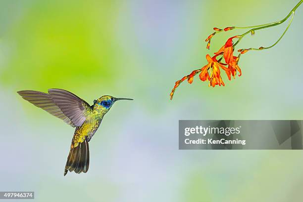 hummingbird , green violetear - colibri stock pictures, royalty-free photos & images