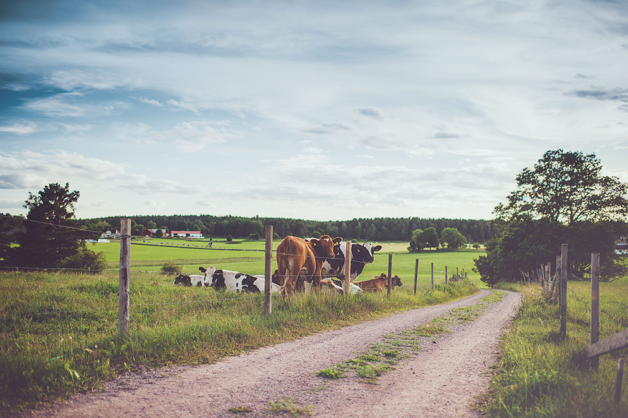 swedish farming
