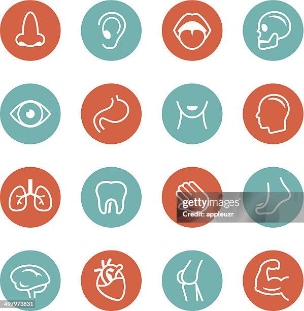 menschliche anatomie cirlce ab symbole - mouth and ear stock-grafiken, -clipart, -cartoons und -symbole