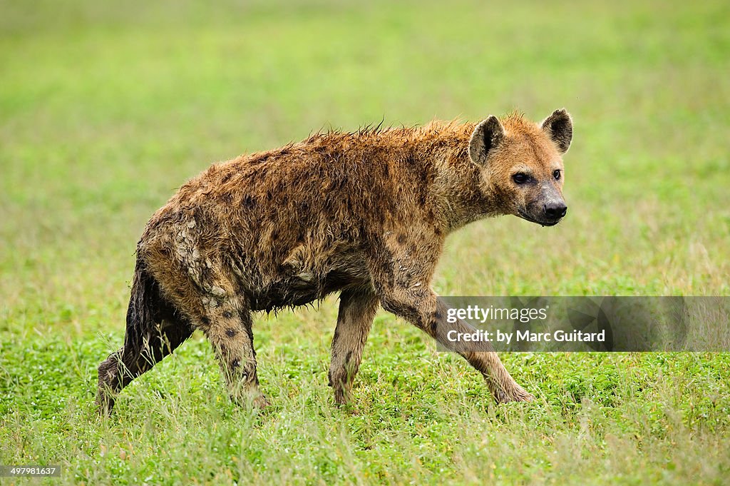 A spotted hyena on the prowl