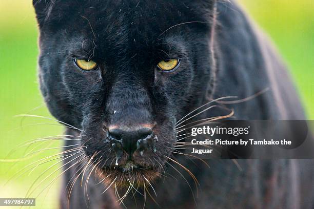 black leopard looking at camera - black leopard stock-fotos und bilder