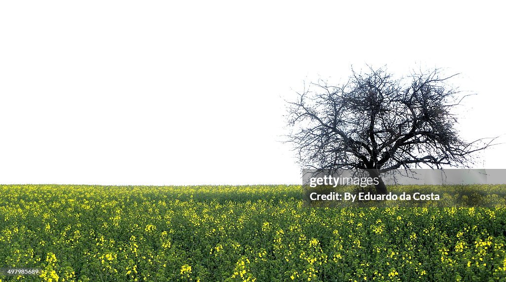 Old apple tree in a rape field