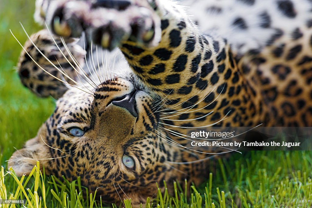 Young leopard stretching a paw