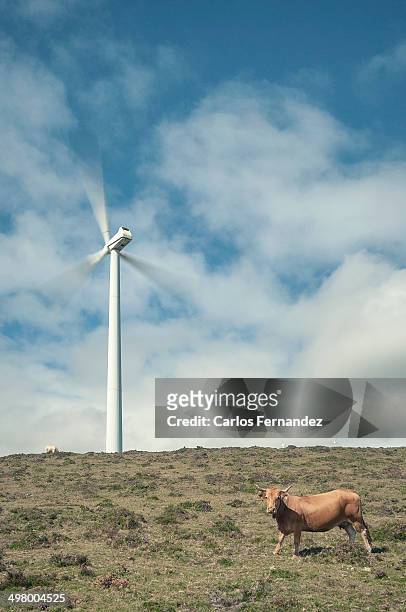 cow and windmill - mondonedo stock pictures, royalty-free photos & images