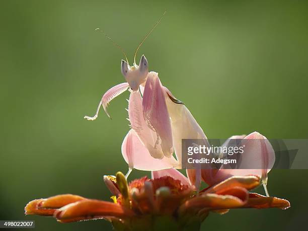 orchid mantis - orquidea salvaje fotografías e imágenes de stock