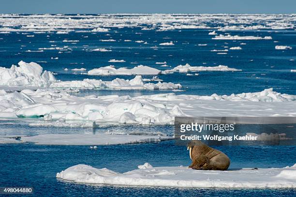 Walrus is resting on an ice floe in the pack ice north of Svalbard, Norway.