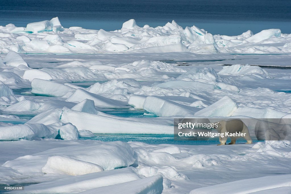 A polar bear (Ursus maritimus) is walking on the pack ice...