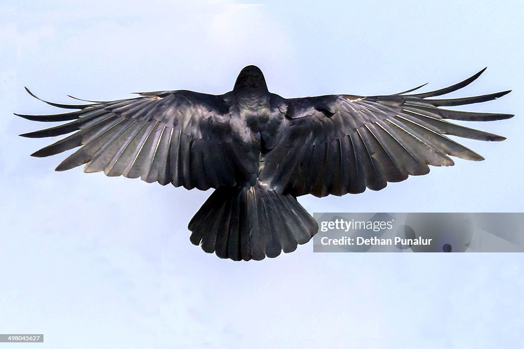 Crow  flying