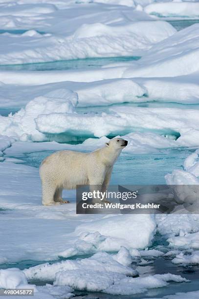 Polar bear is standing on the pack ice north of Svalbard, Norway.