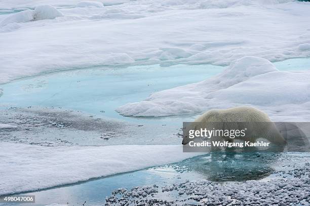 Polar bear is walking over the pack ice north of Svalbard, Norway.