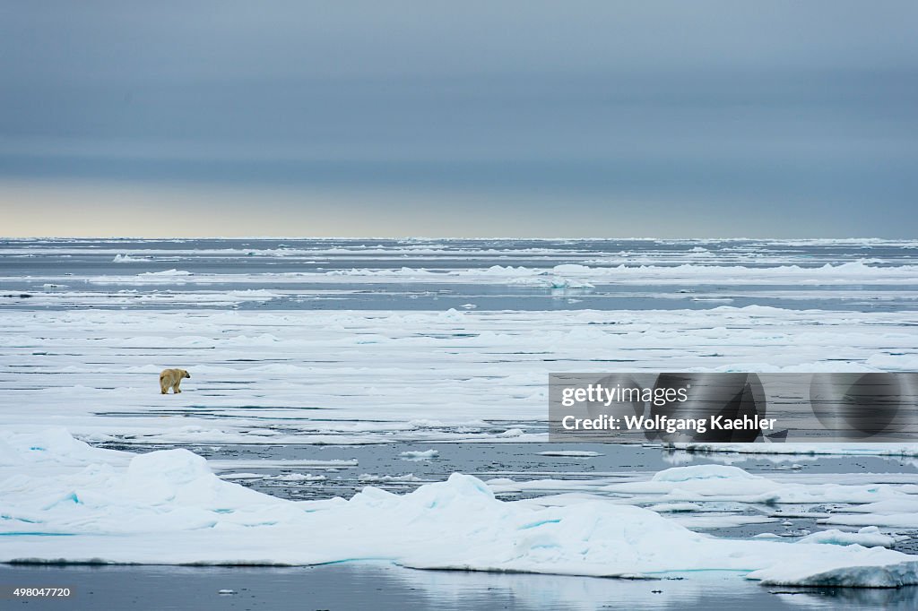 A polar bear (Ursus maritimus) is walking over the pack ice...