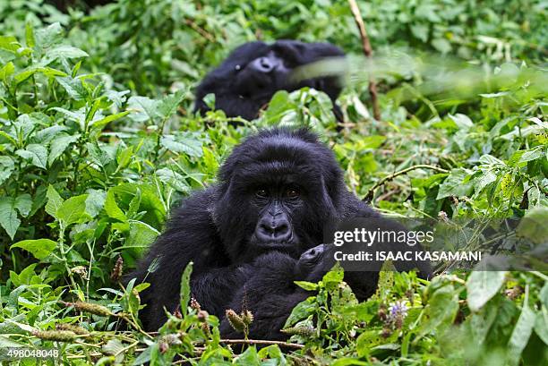 Three members of the "Nyakagezi" mountain gorillas group rest at the Mgahinga Gorilla National park in Kisoro on November 20, 2015. About 400...