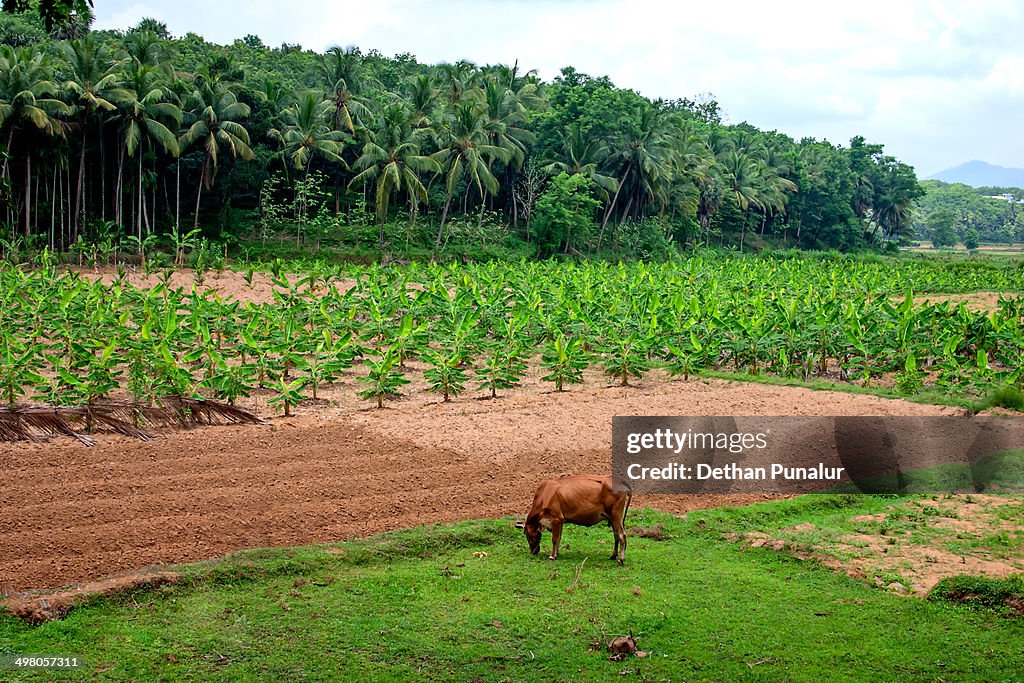 Kerala Landscape