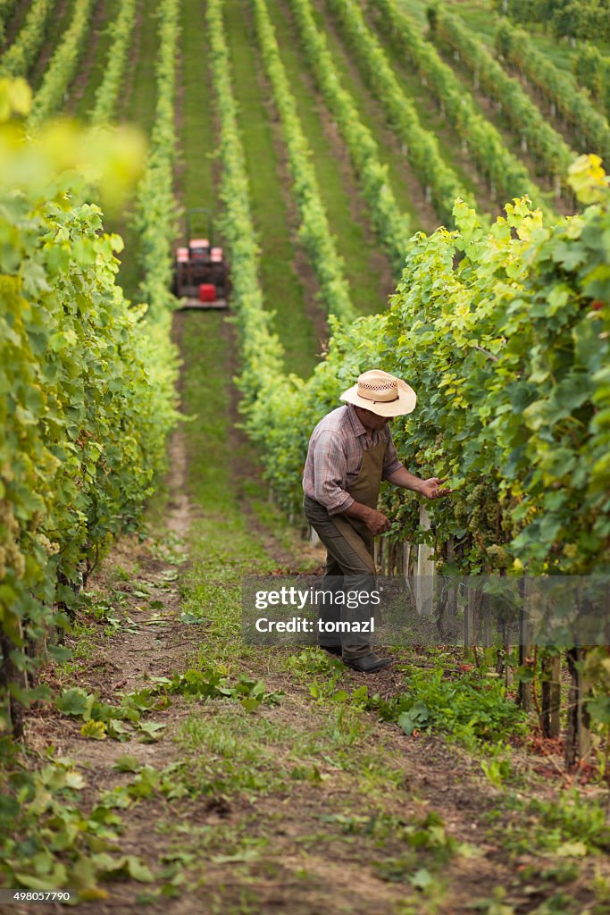 Harvest of grapes